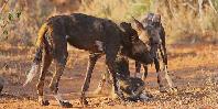 Wild dogs