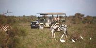 Game drive