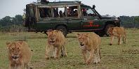 See animals on game drives