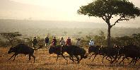 Walking safari