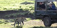 Game drive