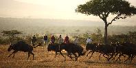 Walking safari