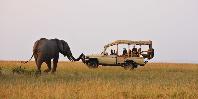 Game drive