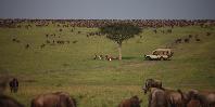 Migration bush breakfast