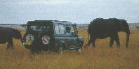 Game drive