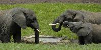 Elephants at waterhole