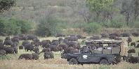 Game drive