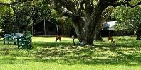 Grounds