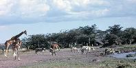 Waterhole