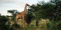 Wildlife Wildlife