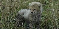 Baby Cheetah