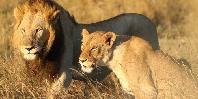 Lion and lioness Mara