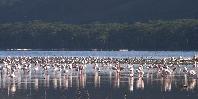 Lake Nakuru Flamingoes