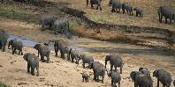 Tarangire elephants Tarangire elephants