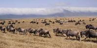Ngorongoro Crater Ngorongoro Crater