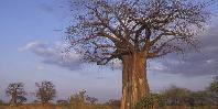Baobab trees Baobab trees