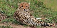 Cheetah Cheetah