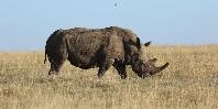 Rhino Rhino