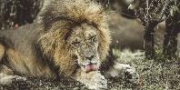Lion Lion