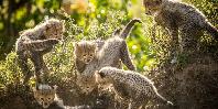 Cheetahs Cheetahs
