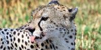 Cheetah Cheetah