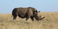 Rhino Rhino