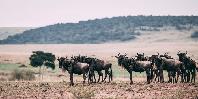 Wildebeest Wildebeest