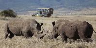 Game drive Game drive