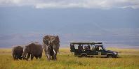 Tortilis Game Drive Tortilis Game Drive