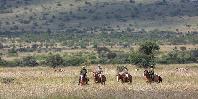 Horseriding in Loisaba Horseriding in Loisaba
