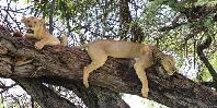 Lions Lions