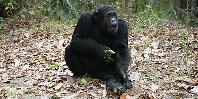 Chimpanzee Sanctuary Chimpanzee Sanctuary
