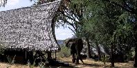 Camp Visitor