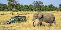 Game drive