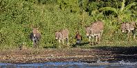 Mfango Island Mfango Island