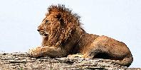Lion in the Mara Lion in the Mara