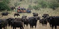 Game drive