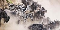 Migration