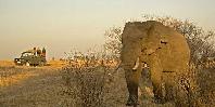 Game drive