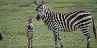 Wildlife Wildlife