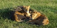 Wildlife Wildlife