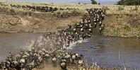 Migration