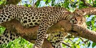 Leopard in tree