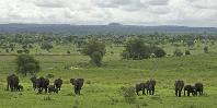 Elephants in Tarangire