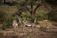 Game Drives
