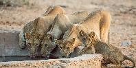 View of waterhole from hide