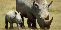 White rhinos White rhinos
