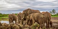 Elephants at Ark Lodge Elephants at Ark Lodge