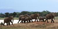 Tsavo elephants