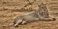 Tsavo lion